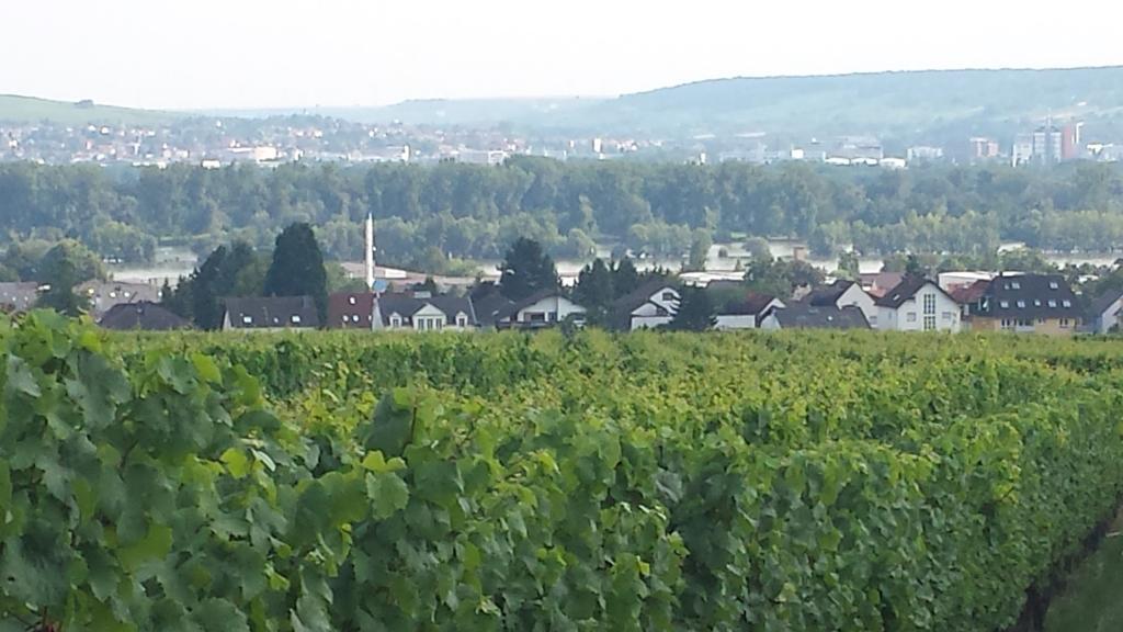 Ferienwohnung Weingut Leis 웨스트리크윈켈 객실 사진